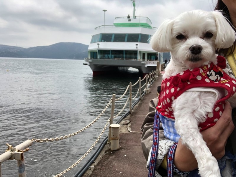 「芦ノ湖遊覧船」に乗船！愛犬と箱根旅行！